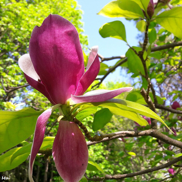 180419_magnolia