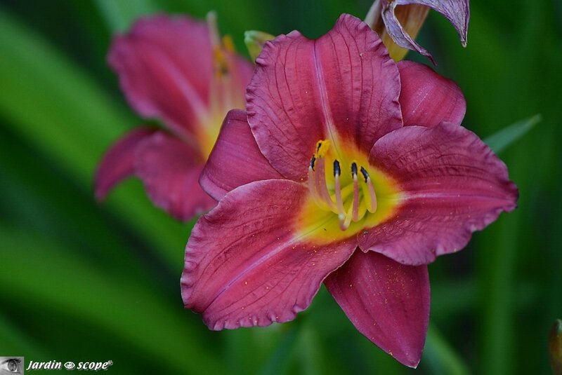 Hemerocallis Pardon Me