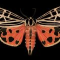 An unusual collection of <b>moths</b> by Jim de Riviera