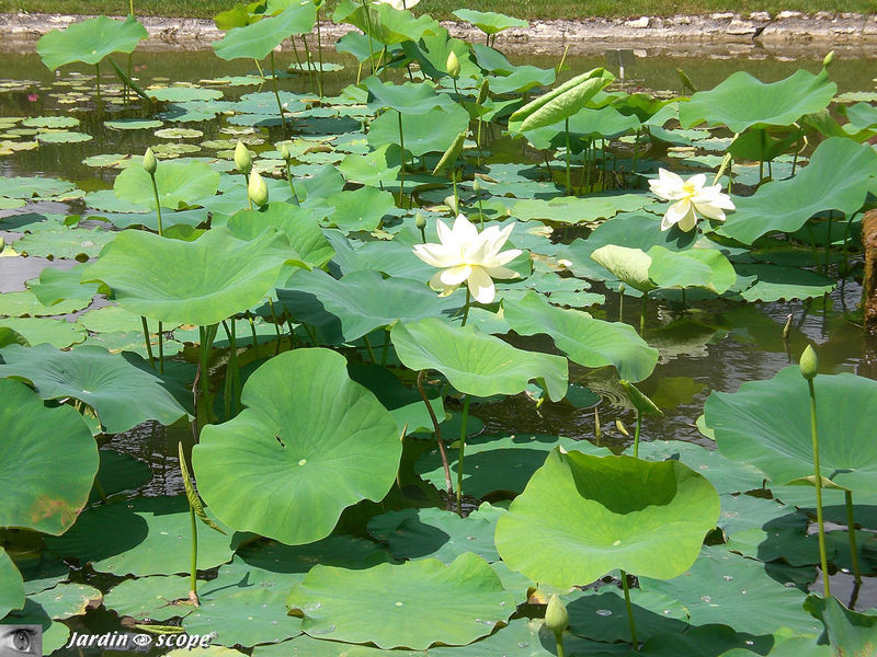 Bassin aux lotus