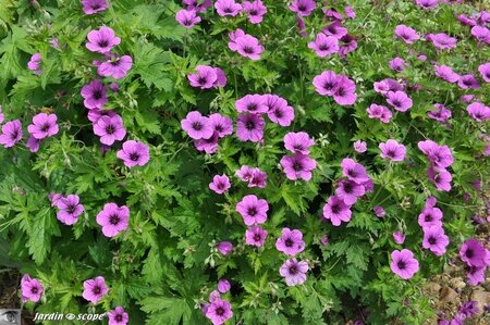Jardin-François-0035