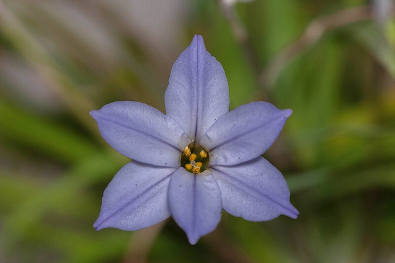 Ipheion uniflorum - ail des Incas (4)