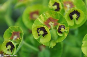Euphorbe-Characias-détail