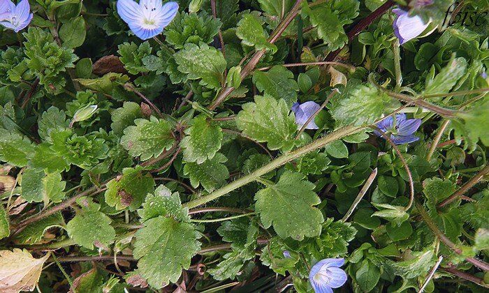 tiges couchées diffuses ramifiées feuilles ovales en coeur pétiolées