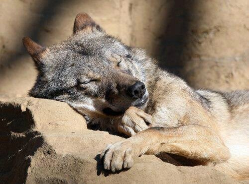 loup sommeil