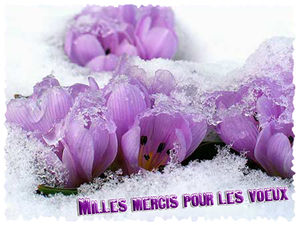 merci_fleurs_violettes_dans_la_neige