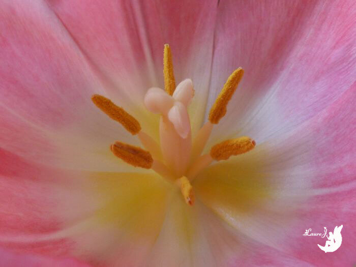 tulipes 18