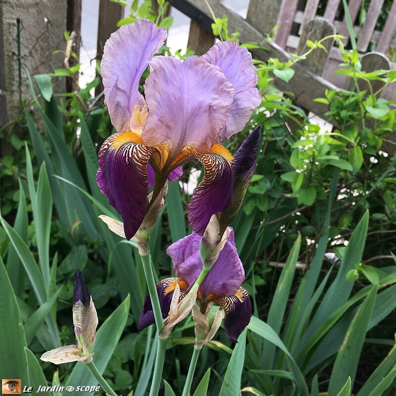 Iris Nigth Edition
