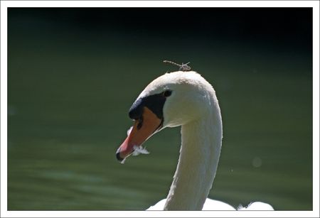 Cygne_libellule_tete_Charente_2