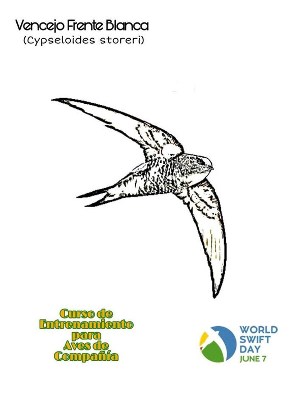 Curso de Entrenamiento para aves de compañia_Mexico