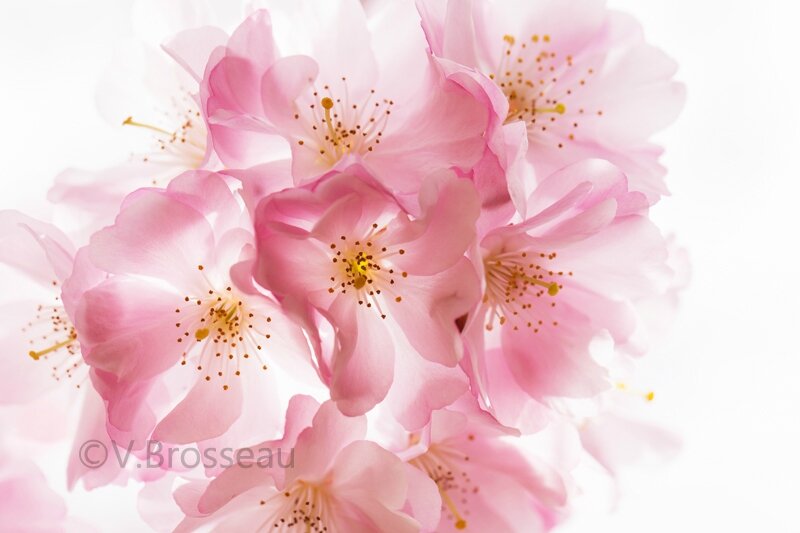 cerisier-japon15-02