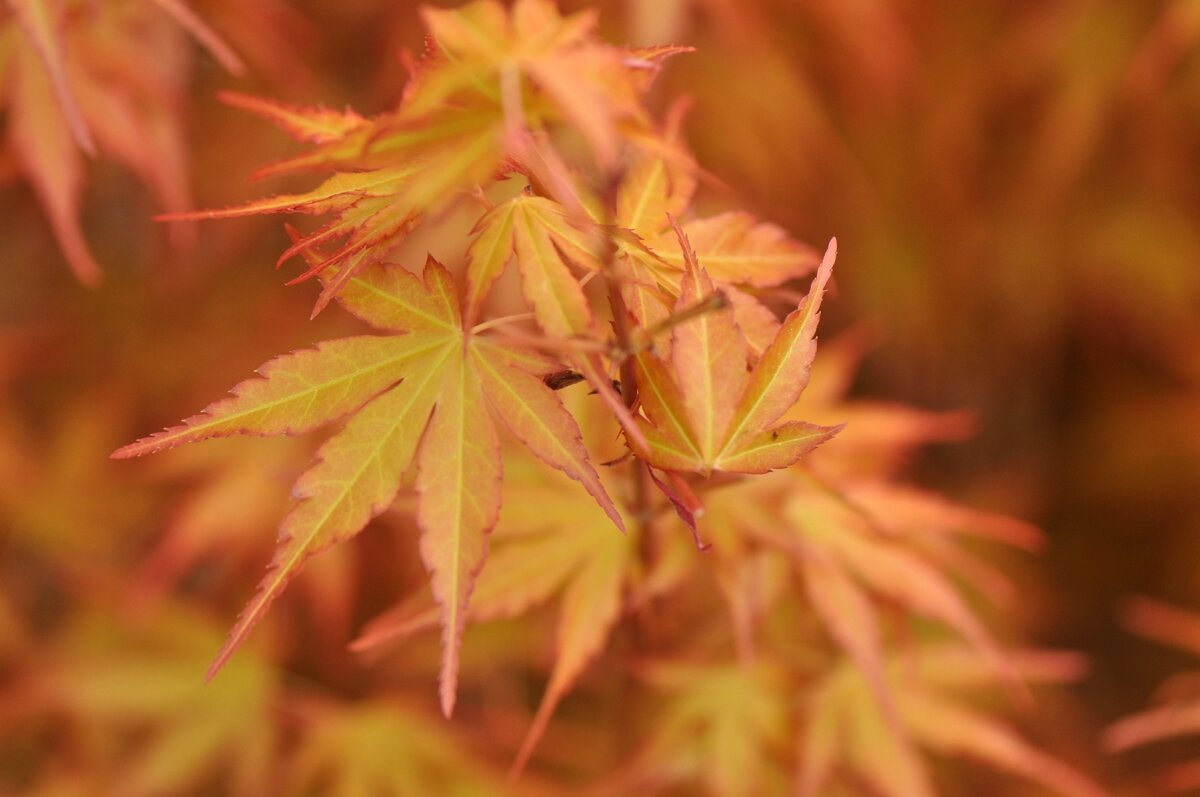 DSC_1217