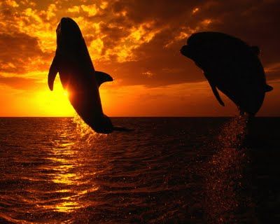 Aquatic_Symphony