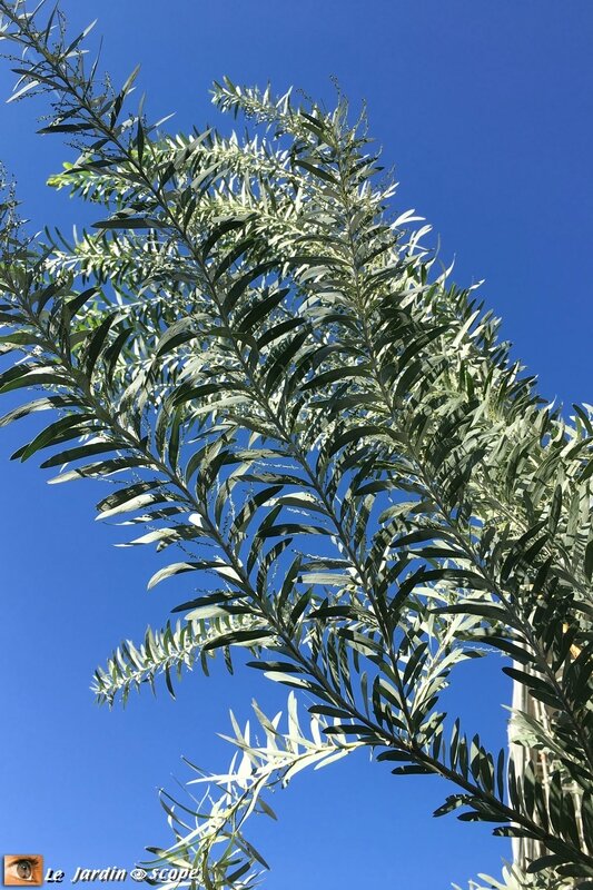 Acacia-covenyi