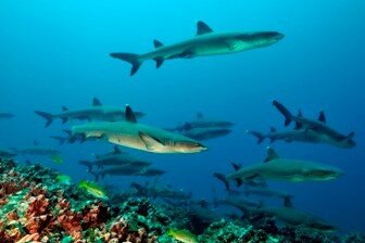 requins