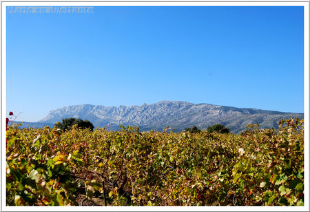 vigne_et_montagne_ste_victoire