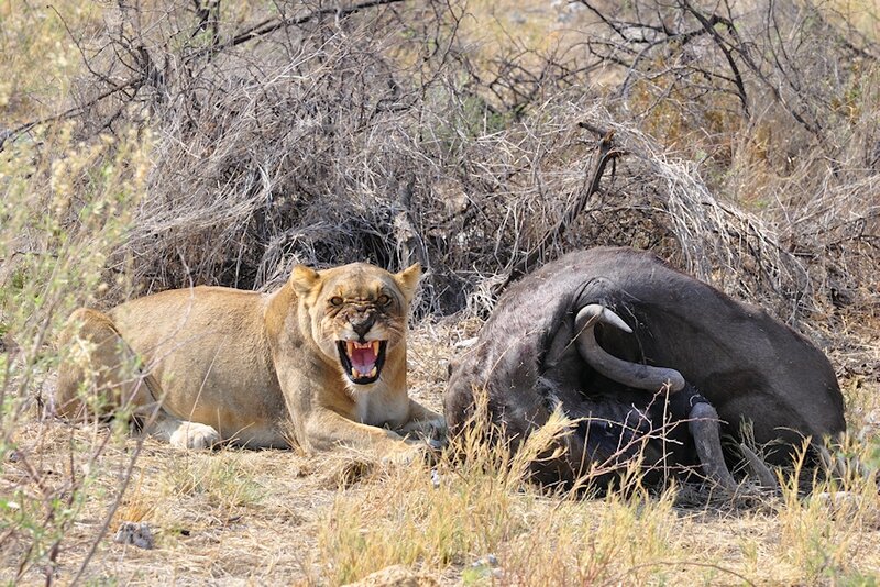 Lionne et gnou mort, parc d'Etosha, Namibie