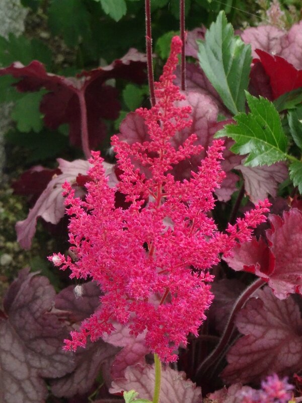 astilbe rouge vif