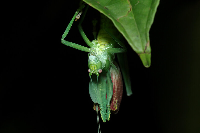 Titanacris sp.