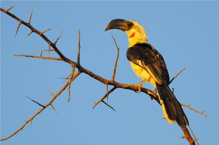 Calao_de_Decken_immature__bec_noir___parc_de_Tsavo_Est__Kenya