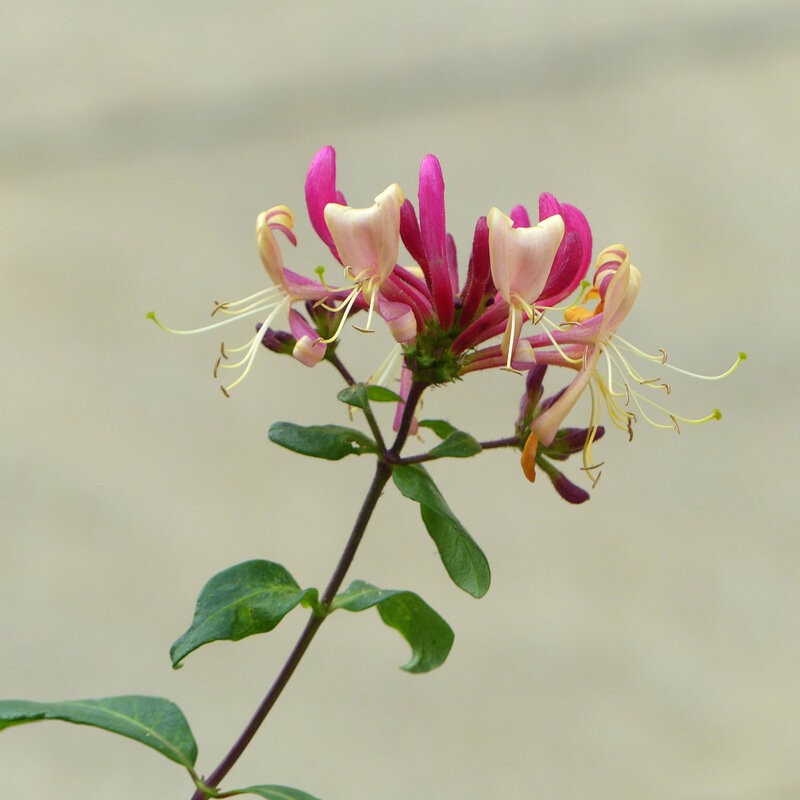 aa les fleurs du quartier13