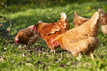 poule_16