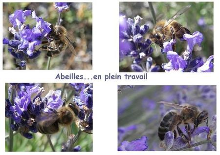 abeilles