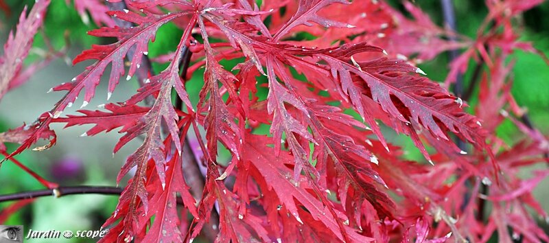 Acer-palmatum