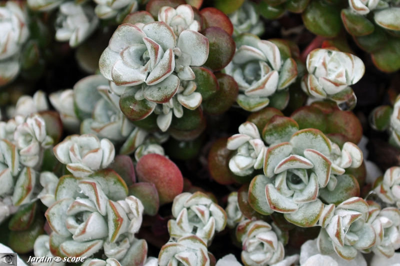 sedum spathulifolium Cape Blanco