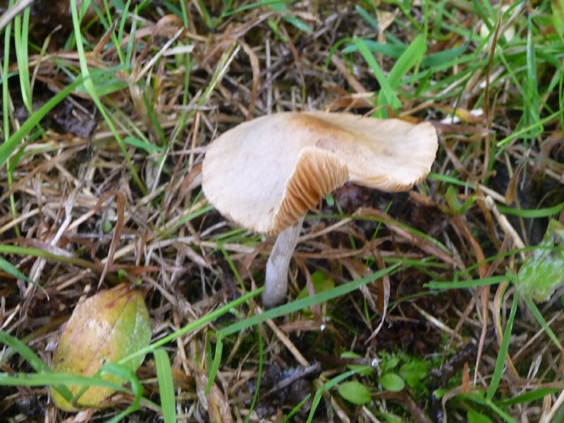 Un mignon champignon... mais lequel ???