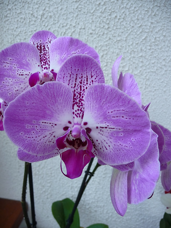 orchidée mauve 4