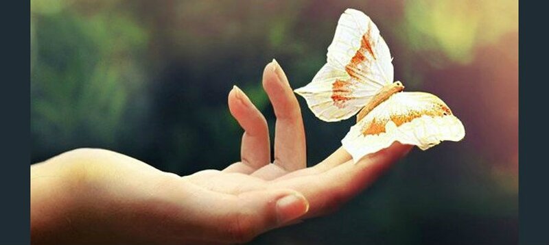 papillon