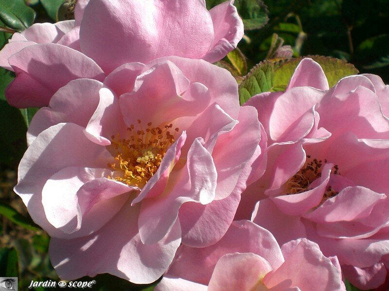 Rose 'Clair Matin' ( 18 - Ainay-le-Vieil)