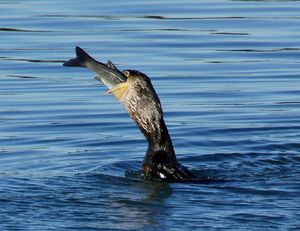 cormoran 6
