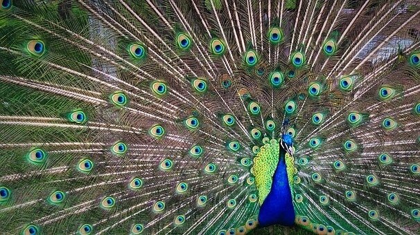oiseau bleu paon peacock-1246843__340