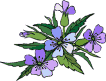 violette_3