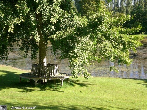 Banc circulaire autour d'un arbre à Sasnières (41)