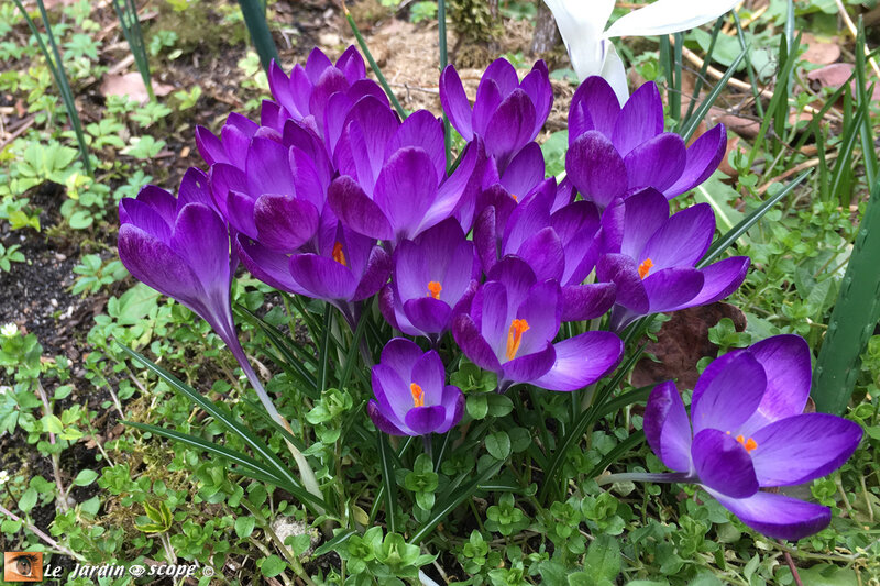 Crocus-mauves
