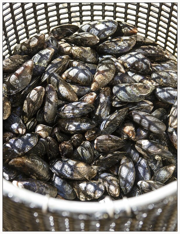 moules