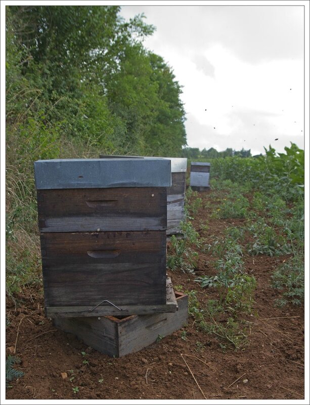 Plaine tournesol abeilles ruches 090714 2