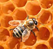 abeille2