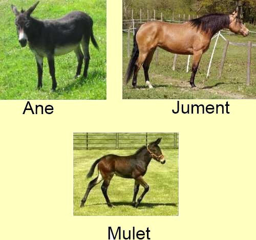 Mulet 1