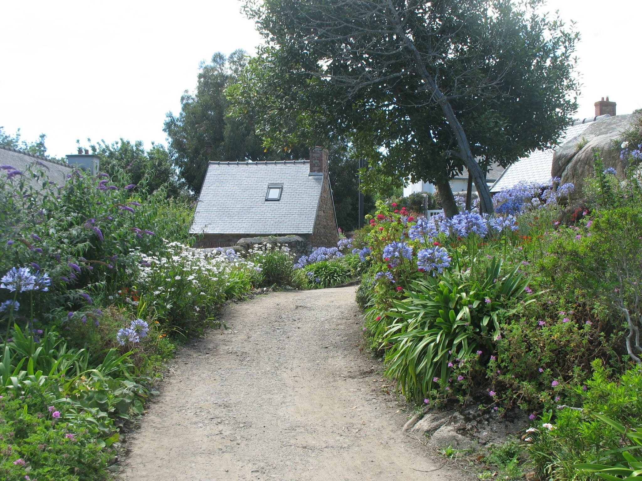 Île de Bréhat, chemin (22)