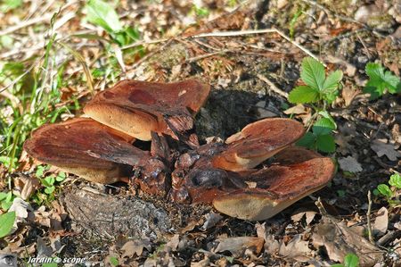 Fistuline hépatique • Langue de bœuf • Fistulina hepatica