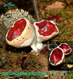 sarcoscypha_coccinea_n_72