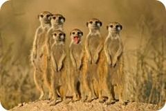 suricates