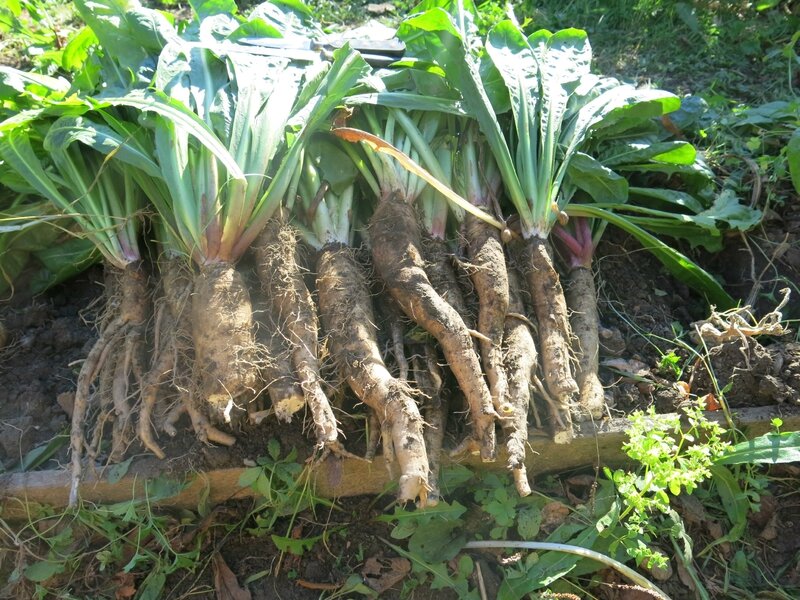 racines endives