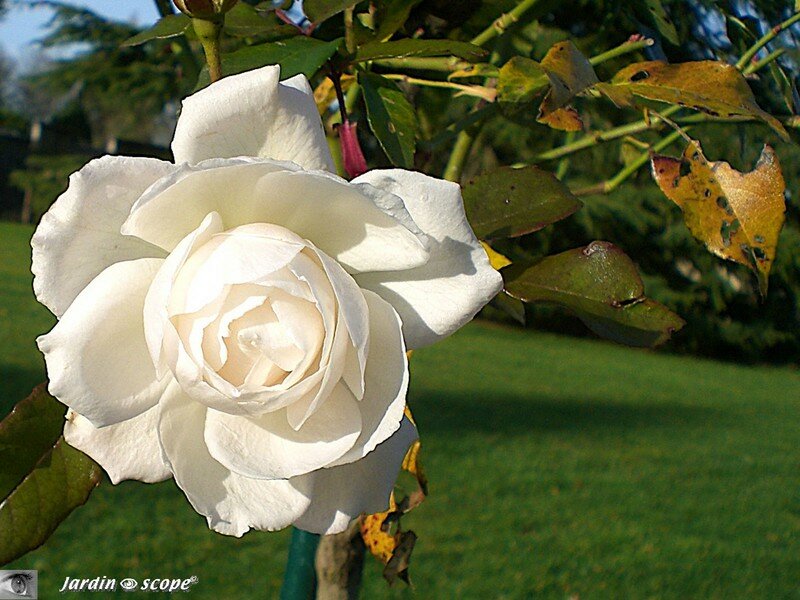 Un Rose Blanche mi-Janvier 2007…tant il fait doux !
