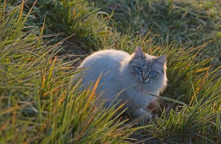 QM_chat_matin_020110