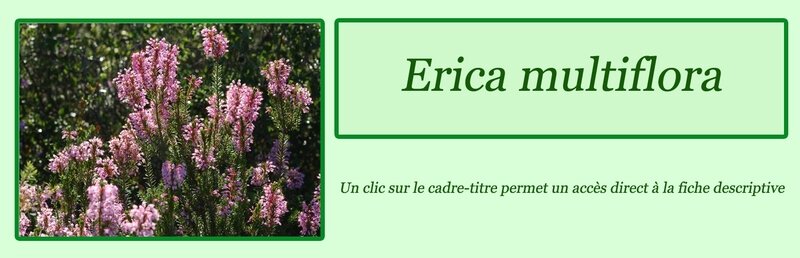 Erica multiflora